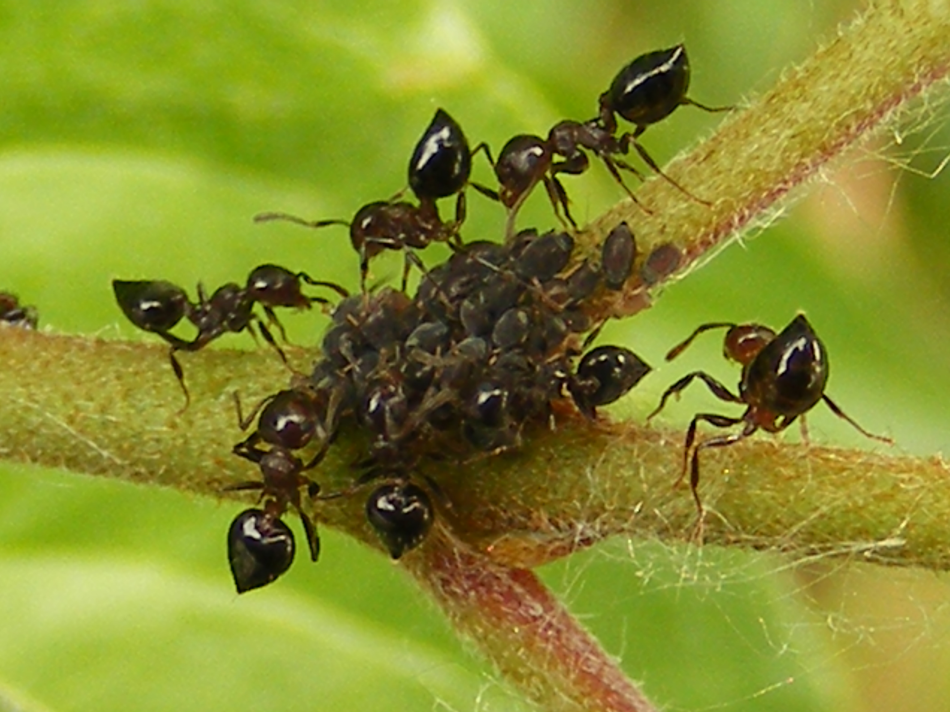 Сколько своих весов поднимает муравей